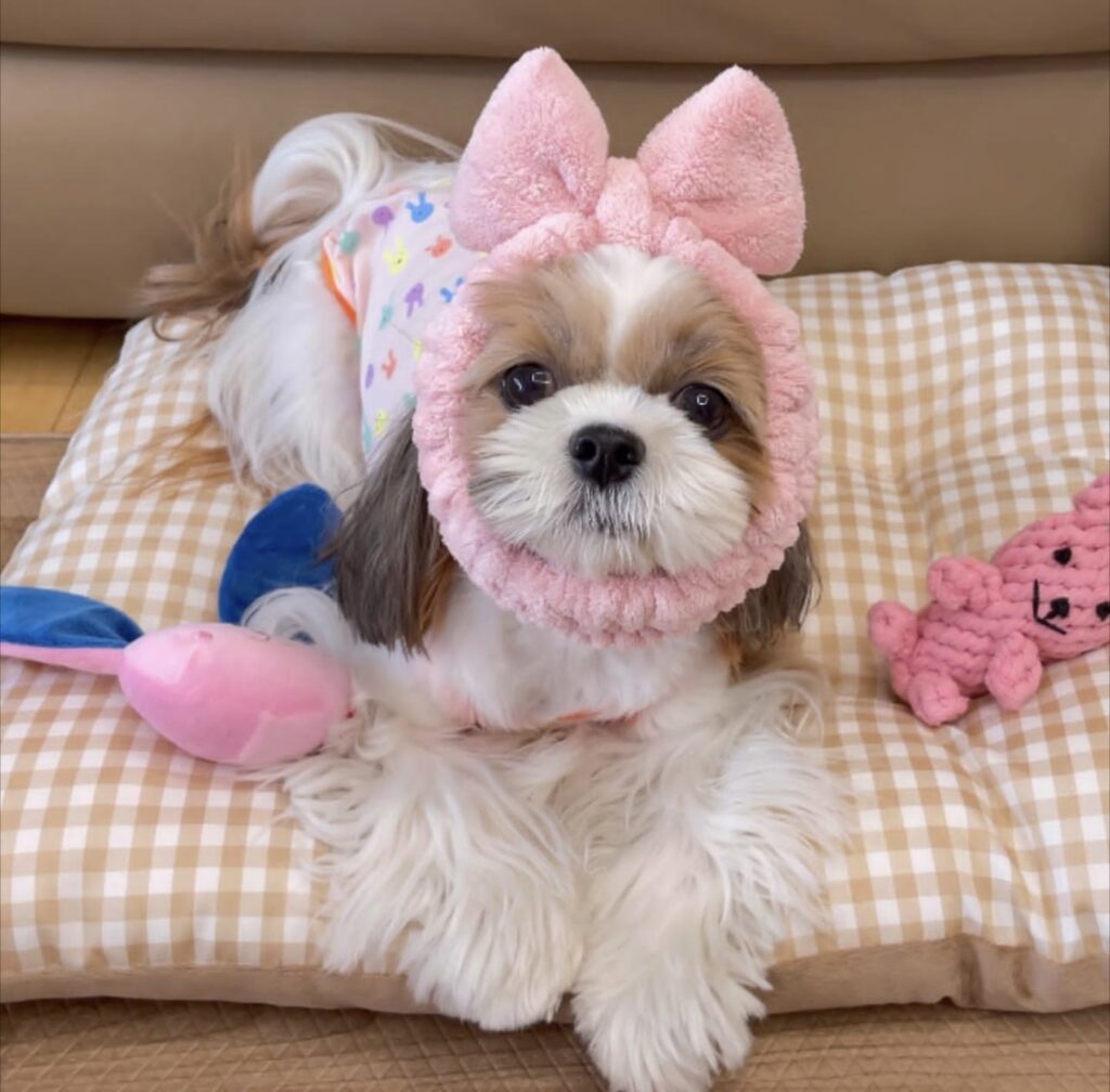 Shih Tzu