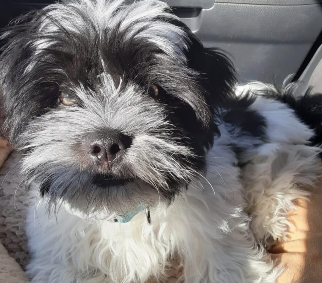 Shih Tzu